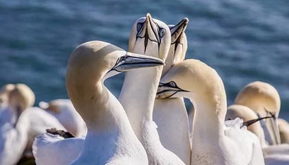 开云官网-全北现代守门员屡献神扑,全北现代ds足球